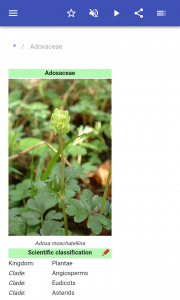 اسکرین شات 2 برنامه Plant families