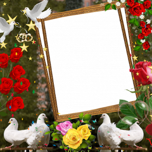 اسکرین شات برنامه Love Birds Insta DP : Bird DP Frames & Wallpapers 5