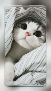 اسکرین شات برنامه Cute Cat Wallpaper 8