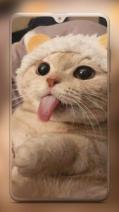 اسکرین شات برنامه Cute Cat Wallpaper 4