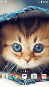 اسکرین شات برنامه Cute Kittens Live Wallpaper 6