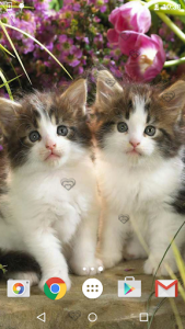 اسکرین شات برنامه Cute Kittens Live Wallpaper 8