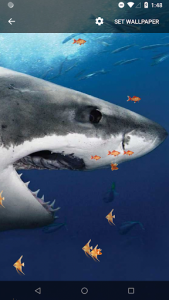 اسکرین شات برنامه 3D Shark Live Wallpaper 6
