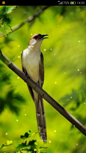 اسکرین شات 8 برنامه Birds Sounds Ringtones