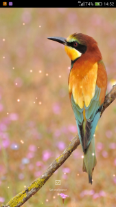 اسکرین شات 7 برنامه Birds Sounds Ringtones
