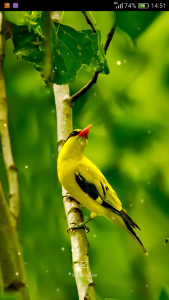 اسکرین شات 5 برنامه Birds Sounds Ringtones