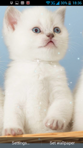 اسکرین شات برنامه Kittens Live Wallpaper 3