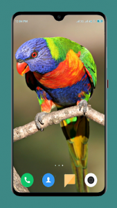 اسکرین شات برنامه Parrot Wallpapers 4K 6