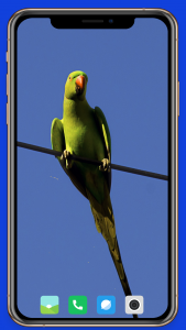 اسکرین شات برنامه Parrot Wallpaper HD 4