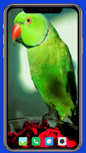 اسکرین شات برنامه Parrot Wallpaper HD 8