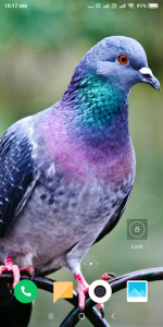 اسکرین شات برنامه Pigeon Wallpaper HD 2