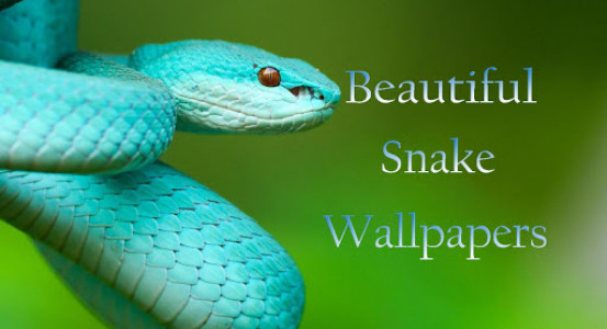 اسکرین شات برنامه Snake Wallpaper HD 1