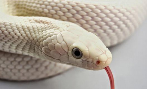 اسکرین شات برنامه Snake Wallpaper HD 1