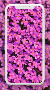 اسکرین شات برنامه Flower Wallpaper HD – 4k 2