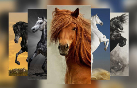 اسکرین شات برنامه Horse Wallpapers 1