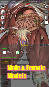 اسکرین شات 6 برنامه 3D Bones and Organs (Anatomy)