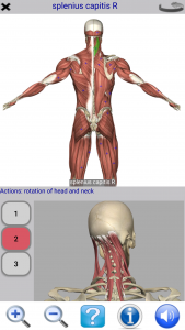 اسکرین شات برنامه Visual Anatomy Lite 2