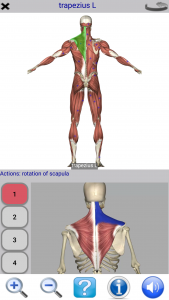 اسکرین شات برنامه Visual Anatomy Lite 3