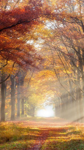 اسکرین شات 4 برنامه Autumn Wallpaper HD
