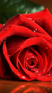 اسکرین شات 6 برنامه Valentine Wallpaper HD