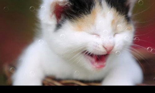 اسکرین شات برنامه Funny Cat Live Wallpaper 1