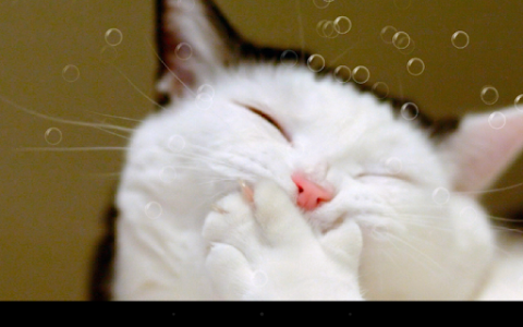 اسکرین شات برنامه Funny Cat Live Wallpaper 4