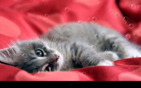 اسکرین شات برنامه Lazy Cat Live Wallpaper 7