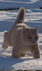 اسکرین شات برنامه Snow Cats Live Wallpaper 6