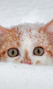 اسکرین شات برنامه Snow Cats Live Wallpaper 4