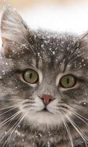 اسکرین شات برنامه Snow Cats Live Wallpaper 5