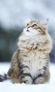 اسکرین شات برنامه Snow Cats Live Wallpaper 1