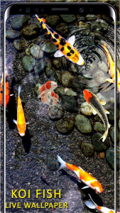 اسکرین شات برنامه 3D Koi Fish Wallpaper HD Fish Live Wallpapers Free 2