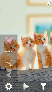 اسکرین شات برنامه Cute Pets Live Wallpaper 2
