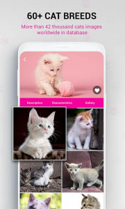 اسکرین شات برنامه Cat Breed Identifier : Kitten  7