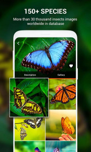 اسکرین شات برنامه Insect identifier App by Photo, Camera 2021 8
