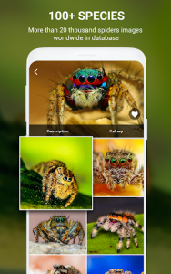 اسکرین شات برنامه Spiders identifier App by Photo, Camera 2020 8