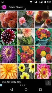 اسکرین شات برنامه Dahlia Flower HD Wallpaper 3
