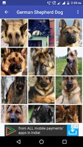 اسکرین شات برنامه German Shepherd Dog Wallpapers 5