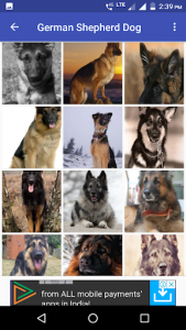 اسکرین شات برنامه German Shepherd Dog Wallpapers 3
