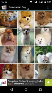اسکرین شات برنامه Pomeranian Dog Wallpapers HD 3