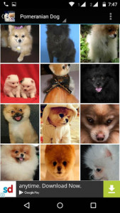 اسکرین شات برنامه Pomeranian Dog Wallpapers HD 5