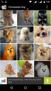 اسکرین شات برنامه Pomeranian Dog Wallpapers HD 7