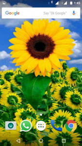 اسکرین شات برنامه Sunflower Wallpaper HD 4