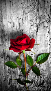 اسکرین شات برنامه Rose Wallpaper: Rosely 4