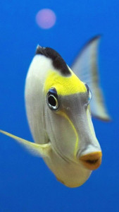 اسکرین شات 5 برنامه Ocean Fish Live Wallpaper