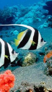 اسکرین شات 2 برنامه Ocean Fish Live Wallpaper