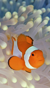 اسکرین شات برنامه Ocean Fish Live Wallpaper 🐠 Animated Aquarium 3