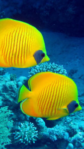 اسکرین شات 4 برنامه Ocean Fish Live Wallpaper