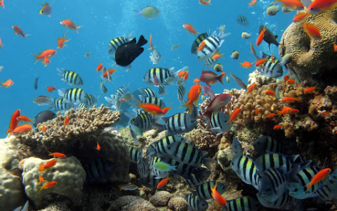 اسکرین شات برنامه Ocean Fish Live Wallpaper 🐠 Animated Aquarium 7