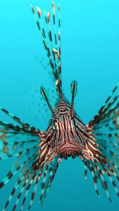 اسکرین شات برنامه Ocean Fish Live Wallpaper 🐠 Animated Aquarium 1